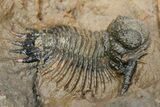 Acanthopyge (Lobopyge) Trilobite - Atchana, Morocco #213451-1